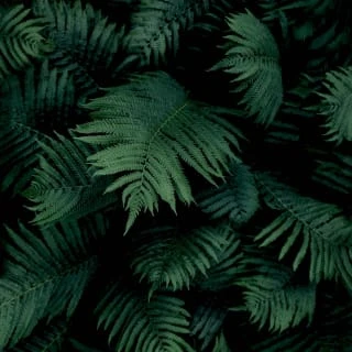 Fern Wall Wallpaper 4 Fern Wall Wallpaper - Image 2